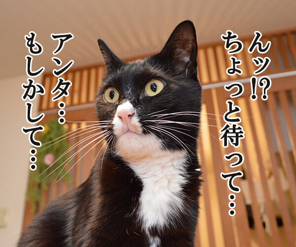 まるであの離党した女性議員と秘書みたいに… 猫の写真で4コマ漫画 3コマ目ッ