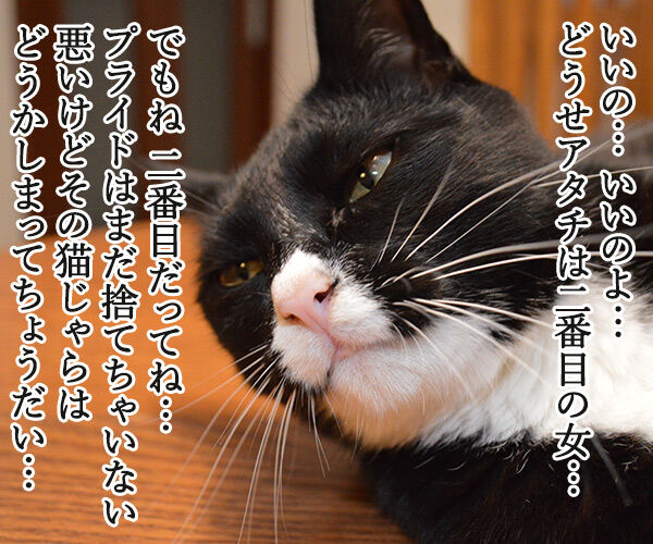 パパンはだいずさんと遊びたいの　猫の写真で４コマ漫画　３コマ目ッ