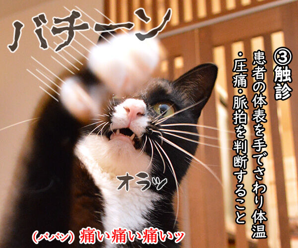 あずだいにパパンの健康診断をしてもらったのよッ : あずきさんとだい 