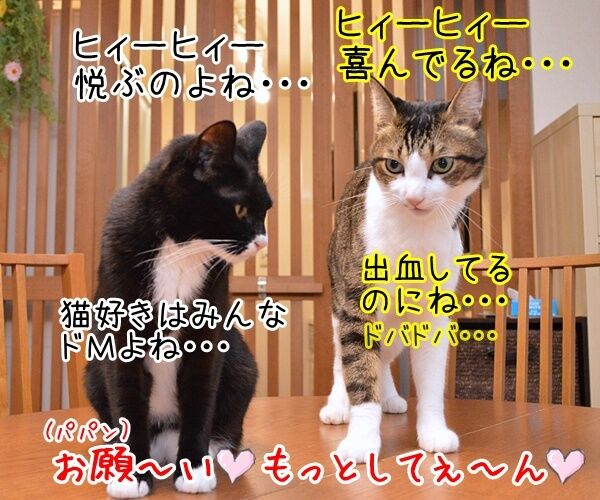 飼っていたクマに襲われ男性2人が死傷なんですって…… 猫の写真で4コマ漫画 4コマ目ッ
