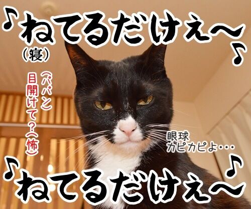 なに見てるの? 猫の写真で4コマ漫画 4コマ目ッ