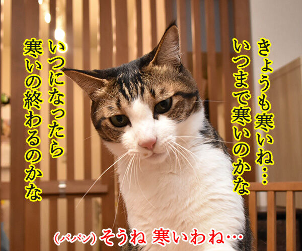 寒いって言うから寒いのよッ あずきさんとだいずさん Powered By ライブドアブログ 寒いって言うから寒いのよッ あずきさんとだいずさん Powered By ライブドアブログ