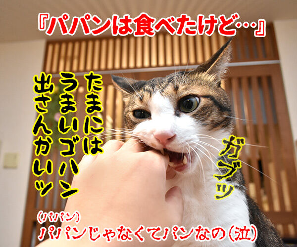 流行語大賞 ノミネート語 『ご飯論法』 猫の写真で4コマ漫画 4コマ目ッ