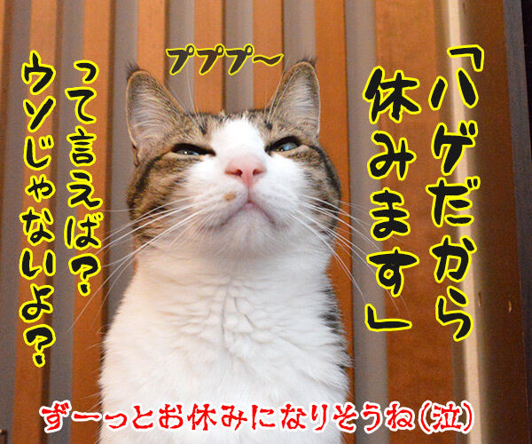 雨の日、猫さんは眠くなる　猫の写真で４コマ漫画　４コマ目ッ