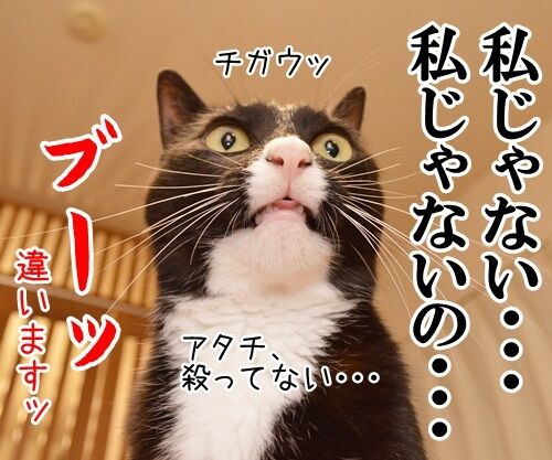 私以外私じゃないの　猫の写真で４コマ漫画　２コマ目ッ