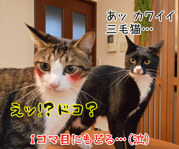 アンタってひとは 猫の写真で4コマ漫画 4コマ目ッ