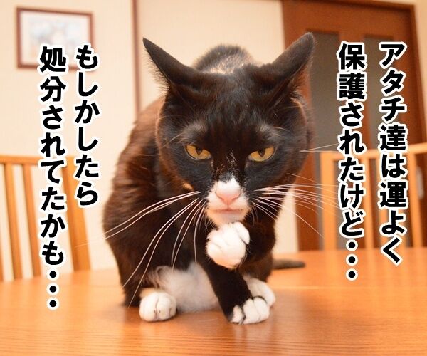 殺処分はゼロがいいわよね　猫の写真で４コマ漫画　２コマ目ッ