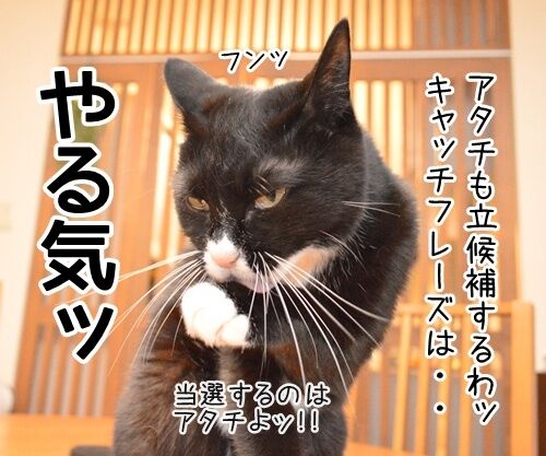 あずだいは参院選に立候補しますッ 猫の写真で4コマ漫画 3コマ目ッ