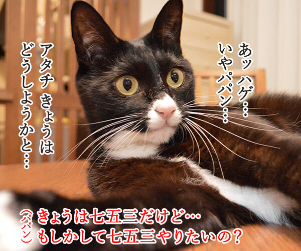 きょうは七五三なんですってッ 猫の写真で4コマ漫画 2コマ目ッ