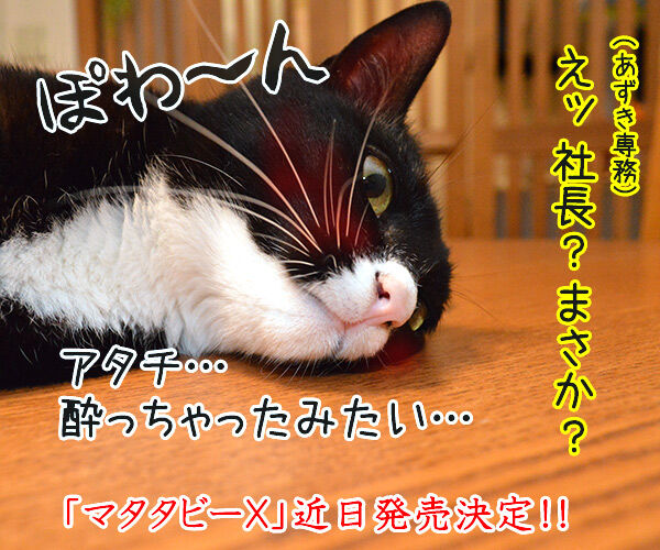 マタタビーＸ　猫の写真で４コマ漫画　４コマ目ッ