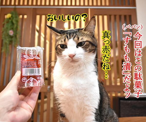 すもももももも すもも漬なのッ ねこの写真で4コマ漫画 1コマ目ッ