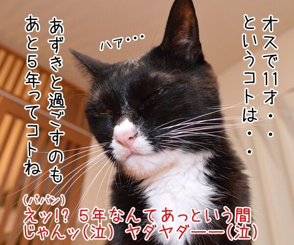 ネコの平均寿命が延びてるんですってッ 猫の写真で4コマ漫画 2コマ目ッ