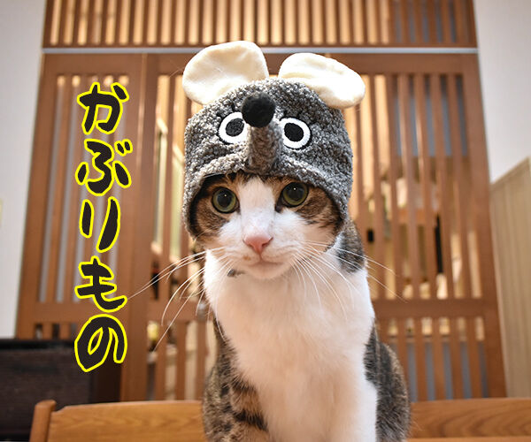 今までにした『かぶりもの』を集めてみたよッ　猫の写真で４コマ漫画　１コマ目ッ