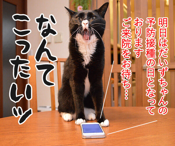 1件の新しいメッセージ 猫の写真で4コマ漫画 3コマ目ッ