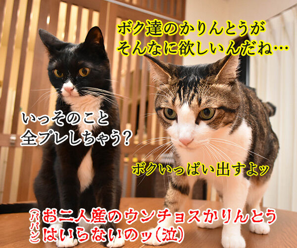 ブログのロゴを変えてみたのよッ 猫の写真で4コマ漫画 4コマ目ッ
