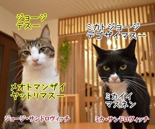 夫婦漫才　ミカとジョージ　其の四　猫の写真で４コマ漫画　１コマ目ッ