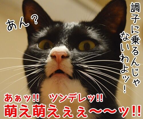 お詫びにかえて 猫の写真で4コマ漫画 4コマ目ッ