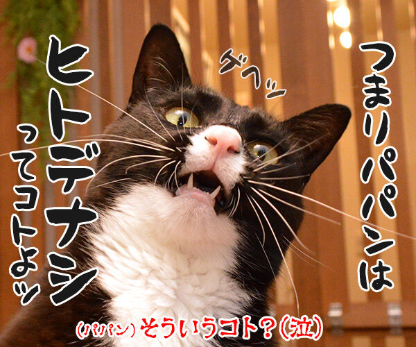 ネコは飼い主をネコと思っている? 猫の写真で4コマ漫画 4コマ目ッ