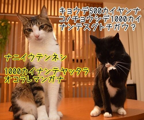 夫婦漫才 ミカとジョージ 其の二 猫の写真で4コマ漫画 2コマ目ッ