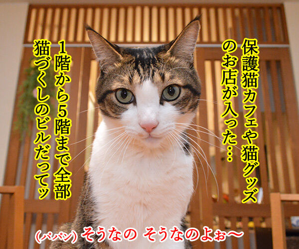 大阪のネコビルに行ってみたいわッ　猫の写真で４コマ漫画　２コマ目ッ