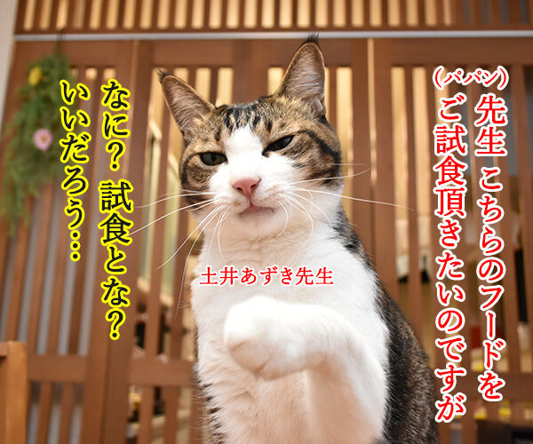 先生、お味はいかがでしょうか? 猫の写真で4コマ漫画 1コマ目ッ