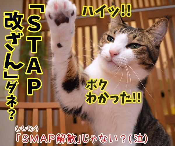 流行語大賞はどれになると思う? 猫の写真で4コマ漫画 4コマ目ッ