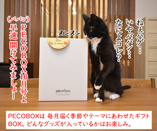 PECOBOXを初めて購入してみたのッ　猫の写真で４コマ漫画　１コマ目ッ