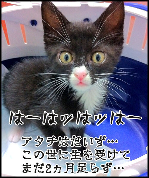 アテレコ あずきさんとだいずさん Powered By ライブドアブログ