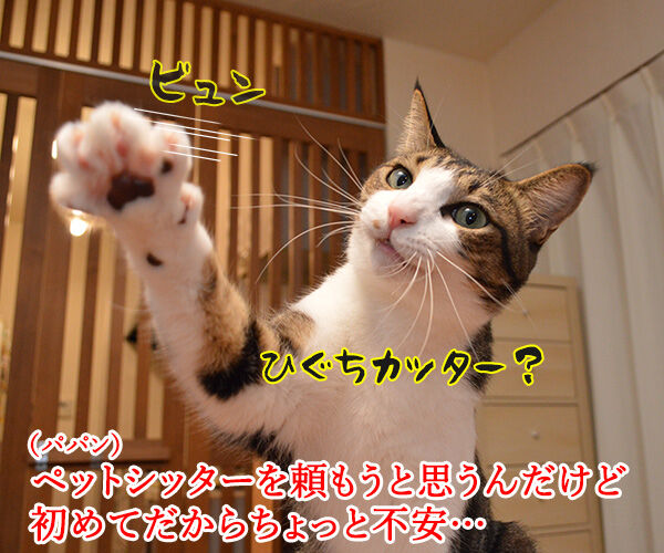 ペットシッターを頼もうかしら? 猫の写真で4コマ漫画 1コマ目ッ