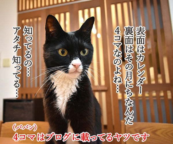 あずだいカレンダー 販売開始デースッ 猫の写真で4コマ漫画 2コマ目ッ