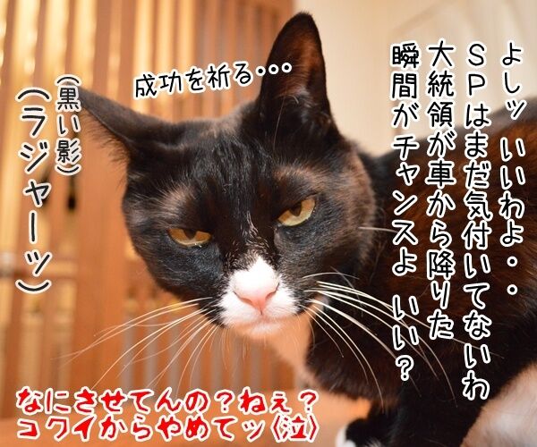 オバマ大統領が広島訪問ですってッ　猫の写真で４コマ漫画　４コマ目ッ