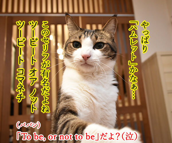 シェイクスピアの四大悲劇といえば? 猫の写真で4コマ漫画 2コマ目ッ