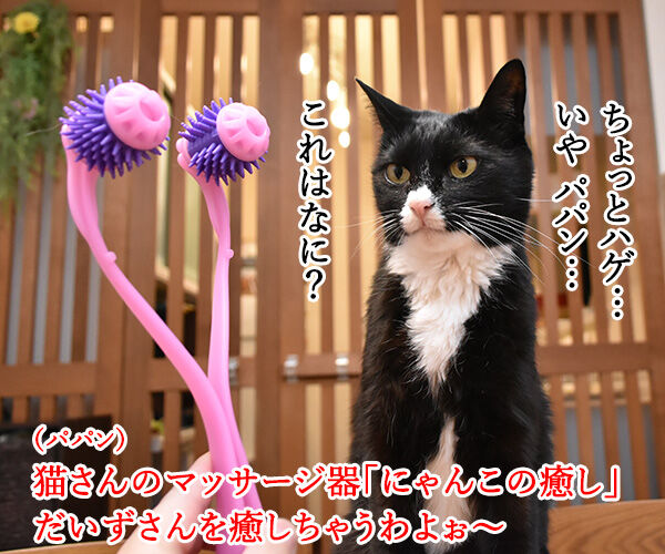 全身マッサー術 にゃんこの癒し で癒しちゃうわよッ あずきさんとだいずさん Powered By ライブドアブログ