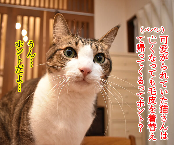 毛皮を着替えて帰ってきてねッ あずきさんとだいずさん