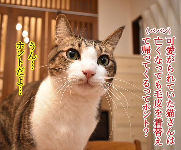 毛皮を着替えて帰ってきてねッ　猫の写真で４コマ漫画　１コマ目ッ