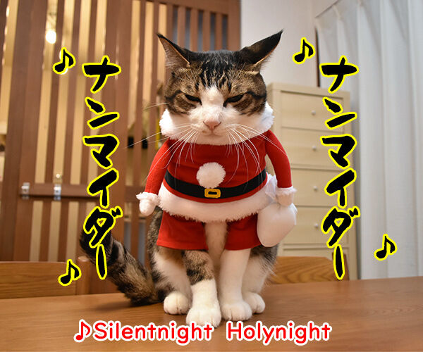 メリークリスマスだからパパンのために唄うのよッ　猫の写真で４コマ漫画　３コマ目ッ
