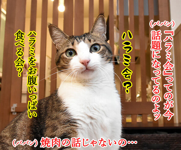 ハラミ会って美味しいのー? 猫の写真で4コマ漫画 1コマ目ッ