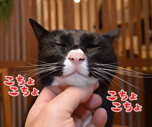 癒やしてるのに癒やされてるの　猫の写真で４コマ漫画　１コマ目ッ