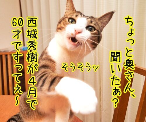 ちょっと奥さん、聞いたぁ? 猫の写真で4コマ漫画 1コマ目ッ