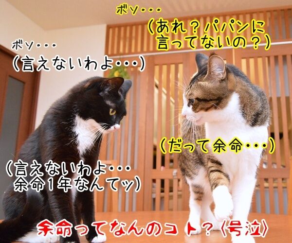 ネコの平均寿命が延びてるんですってッ 猫の写真で4コマ漫画 4コマ目ッ