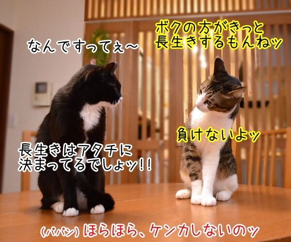 世界最長寿の猫Scooterさんが永眠 30歳でした 猫の写真で4コマ漫画 3コマ目ッ