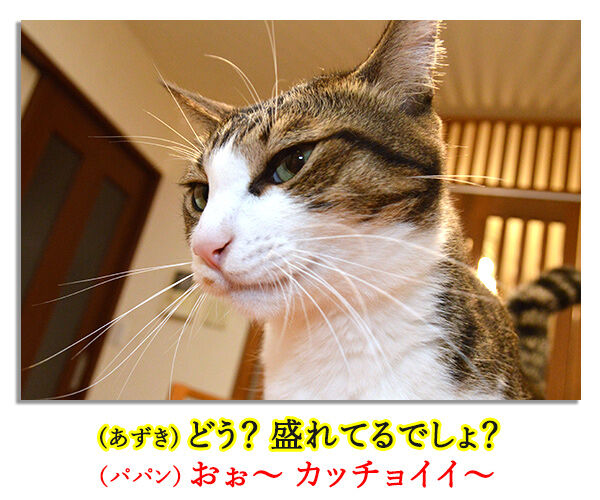 セルフィー男子って知ってる？　猫の写真で４コマ漫画　２コマ目ッ