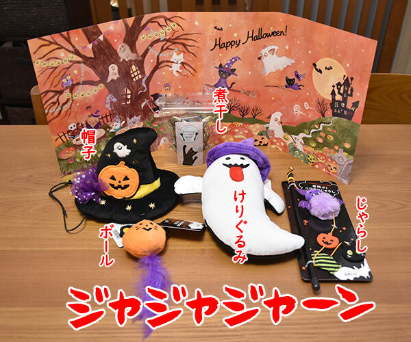 PECOBOXを初めて購入してみたのッ 猫の写真で4コマ漫画 3コマ目ッ