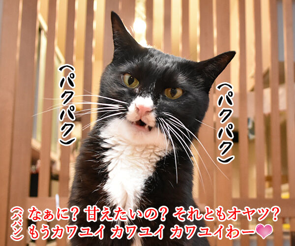 それはもしかしてサイレントニャー あずきさんとだいずさん Powered By ライブドアブログ