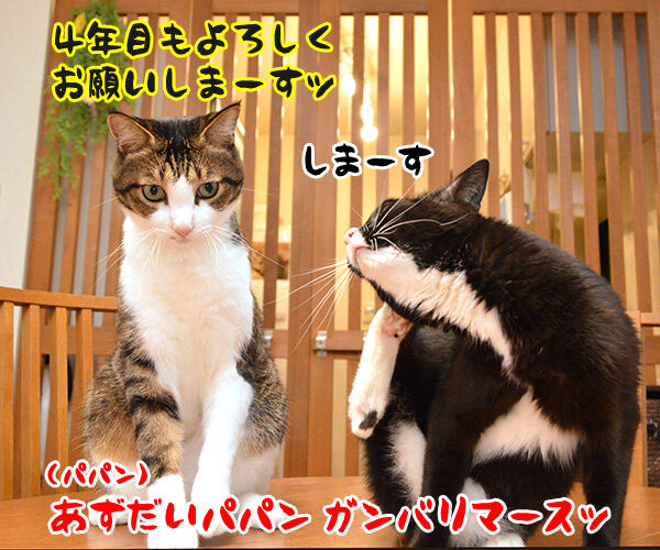 今日から4年目突入デースッ 猫の写真で4コマ漫画 5コマ目ッ