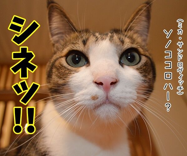 デッド・オア・アライヴのピート・バーンズさんが…… 猫の写真で4コマ漫画 3コマ目ッ