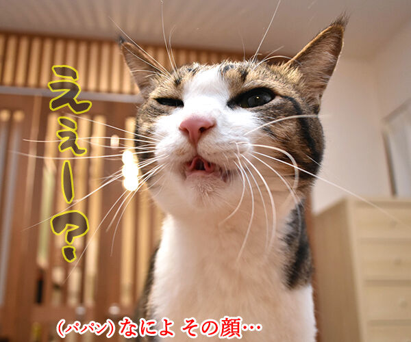 安心して生活できるように一日も早い終息を祈るわッ　猫の写真で４コマ漫画　３コマ目ッ