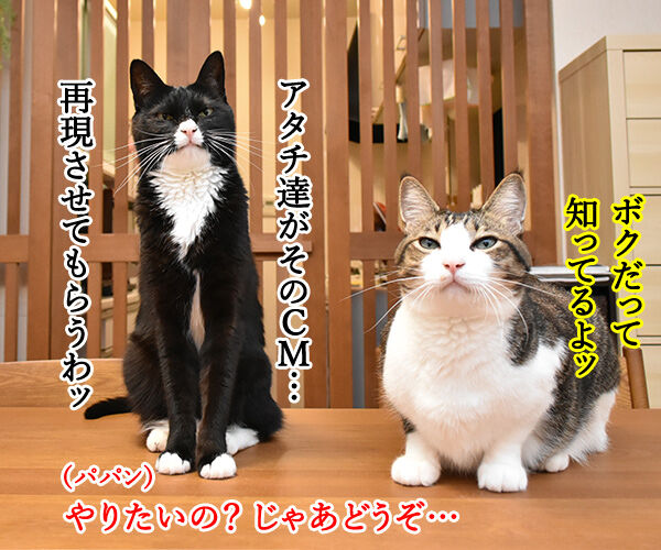 ハズキルーペのCMって知ってる？　猫の写真で４コマ漫画　２コマ目ッ