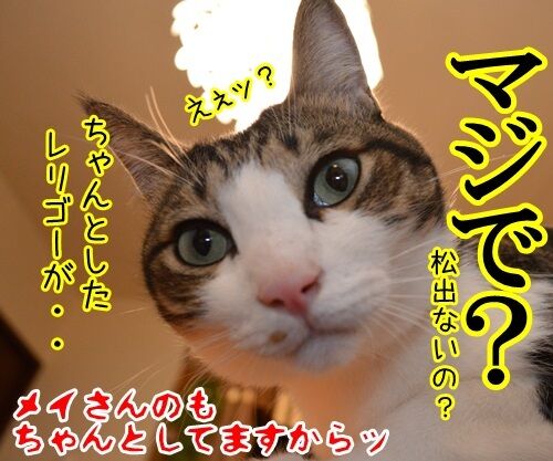 紅白とレリゴー　猫の写真で４コマ漫画　４コマ目ッ