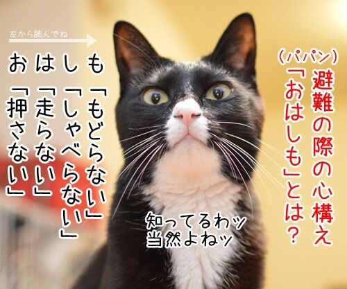 避難の心構え「おはしも」って？　猫の写真で４コマ漫画　１コマ目ッ